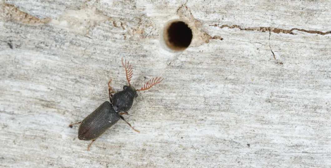 Woodborer Eradication